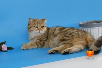 Rosetta MeowClub *BY
